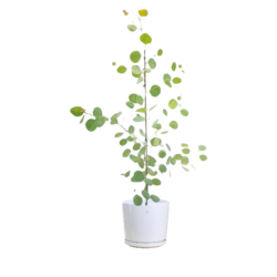 Eucalyptus Cineraire